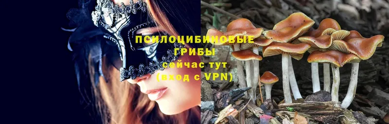 кракен вход  Бронницы  Галлюциногенные грибы Cubensis 